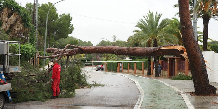 Operarios municipales retiran un árbol caído en una de las principales vías de la Canyada