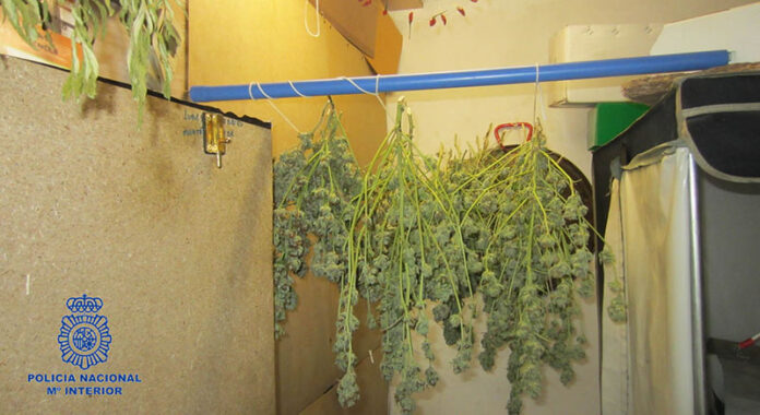 Imagen de la Plantación de marihuana desmantelada en Paterna
