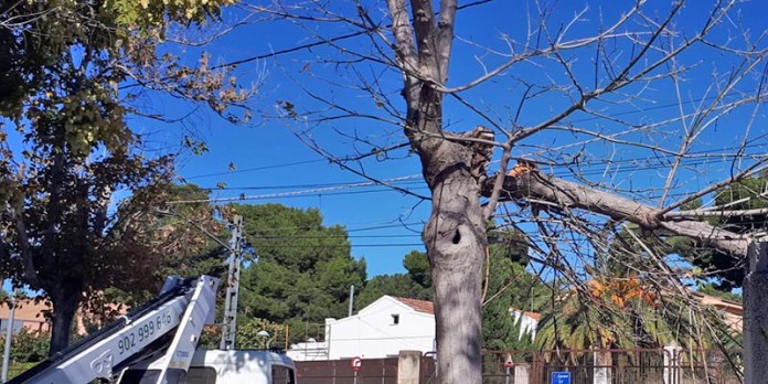 Un árbol roto a consecuencia de las rachas de viento