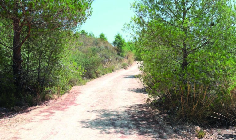 Paterna duplica la brigada de silvicultura para reforzar el mantenimiento de sus zonas forestales