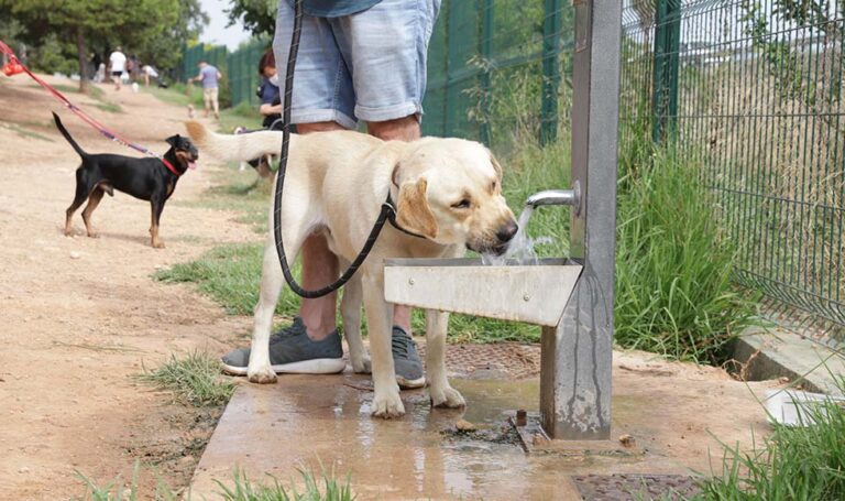 Paterna comienza la implantación del ADN canino con el registro censal de todas las mascotas de la ciudad