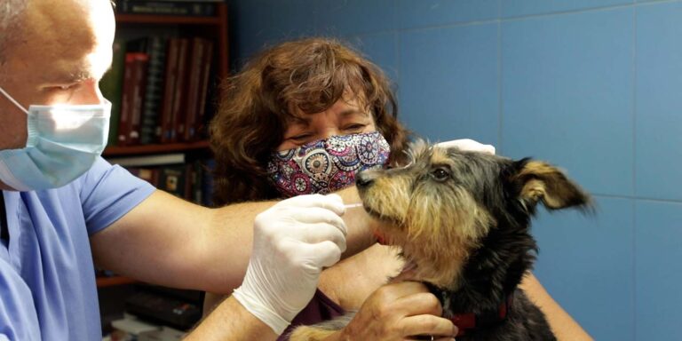 Paterna tramita 3.258 solicitudes para registrar mascotas en el Censo Canino Municipal de ADN