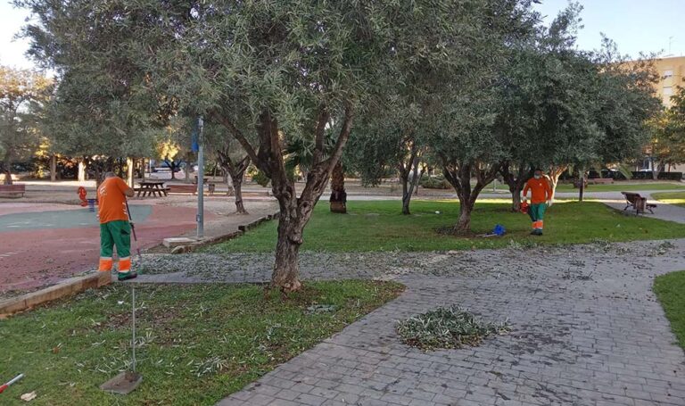 Paterna retira olivas, algarrobas y naranjas de los árboles ornamentales de la ciudad para mantener limpia la vía pública