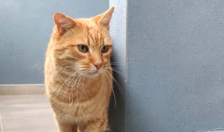 El Refugio de Animales de Paterna promueve las adopciones de gatos que en 2023 alcanzaron un total de 151