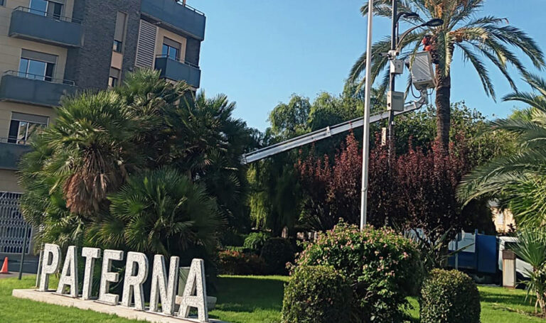 Paterna lanza la campaña de retirada de frutos ornamentales de árboles en todos los barrios de la ciudad