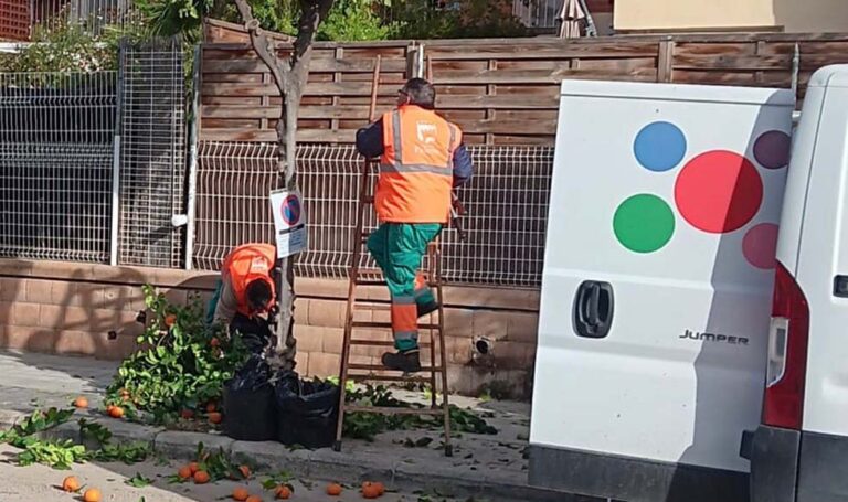Paterna refuerza la limpieza urbana con la campaña anual de recogida de frutos del arbolado ornamental